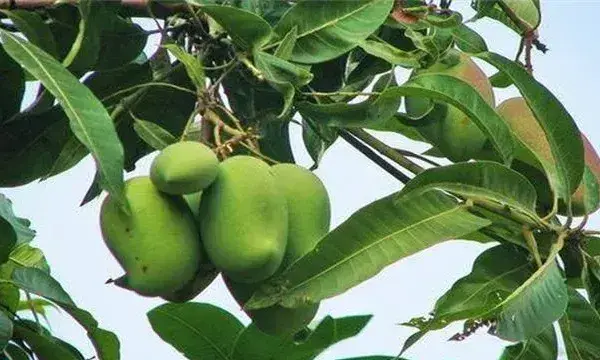 芒果冬季管理技术