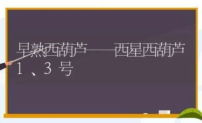 早熟西葫芦——西星西葫芦1、3号 | 植物科普