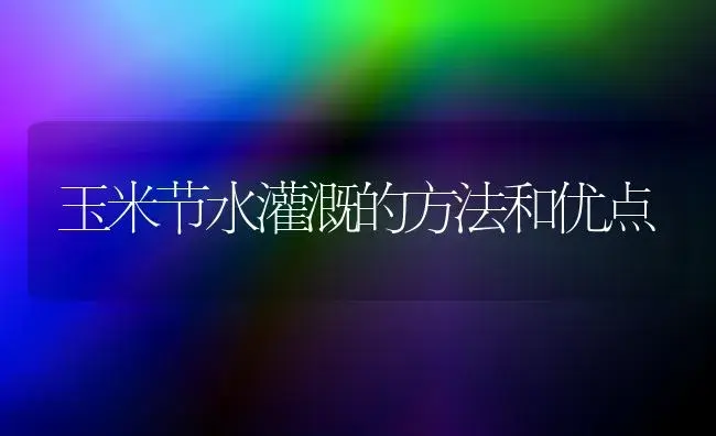 玉米节水灌溉的方法和优点 | 植物科普