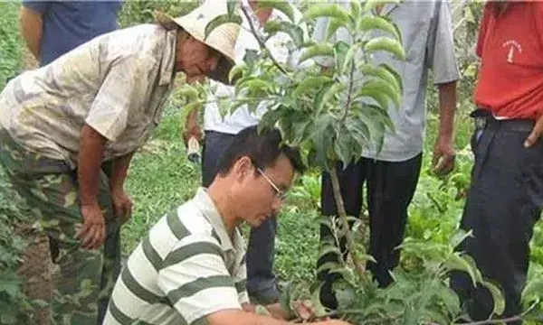 杏树的修剪技术