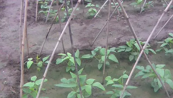 豆角种植栽培技术