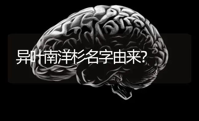 异叶南洋杉名字由来？ | 植物问答