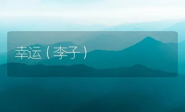 幸运（李子） | 植物百科