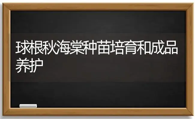 球根秋海棠种苗培育和成品养护 | 植物科普