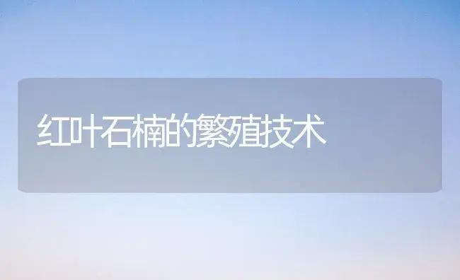 红叶石楠的繁殖技术 | 植物科普