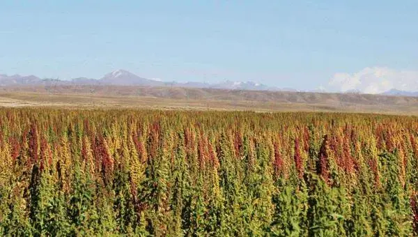 藜麦的种植与栽培技术 藜麦种植时间