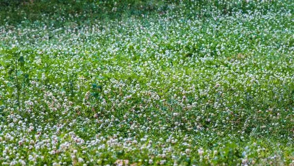 2018种苜蓿草赚钱吗？苜蓿草种植的利润与投资成本及前景预测