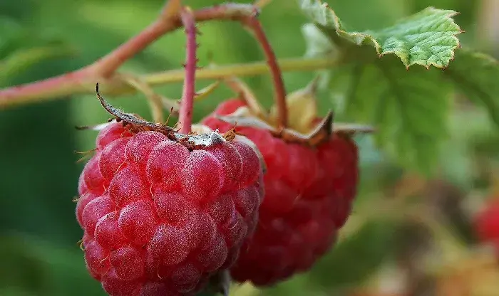 树莓易发虫害的防治方法