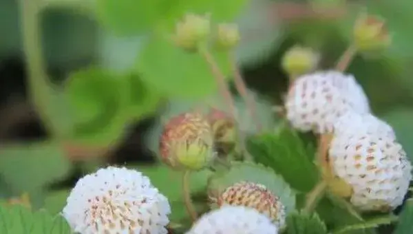 菠萝莓种植技术