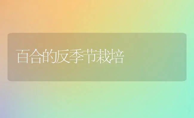 百合的反季节栽培 | 植物科普