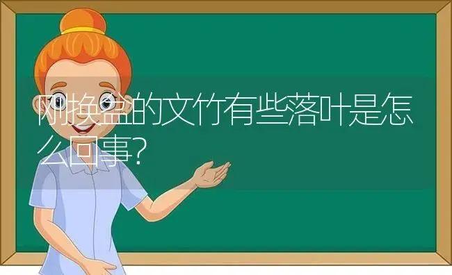 刚换盆的文竹有些落叶是怎么回事？ | 植物问答