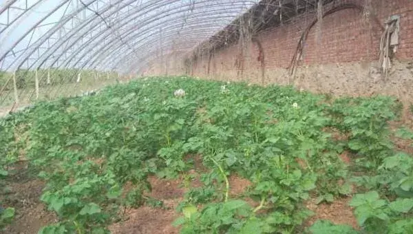 冬季大棚三膜土豆种植技术，产量高上市早效益好