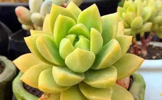 宝石花掉下来是怎么了，可能是以下5种原因导致