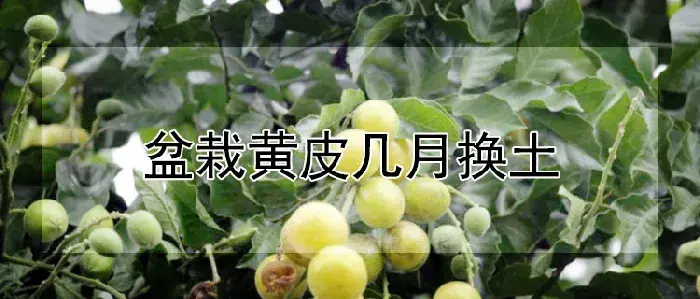 盆栽黄皮几月换土