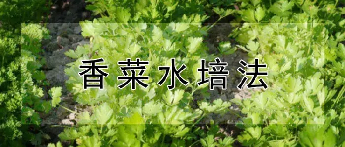 香菜水培法