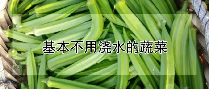 基本不用浇水的蔬菜