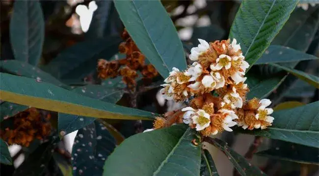 枇杷出现早花现象怎么办？怎么去预防