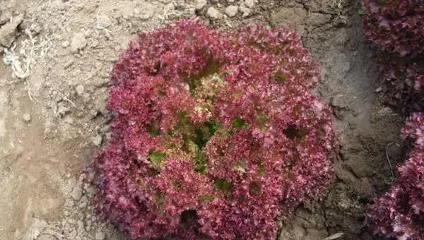 紫叶生菜怎么种 紫叶生菜种植技术