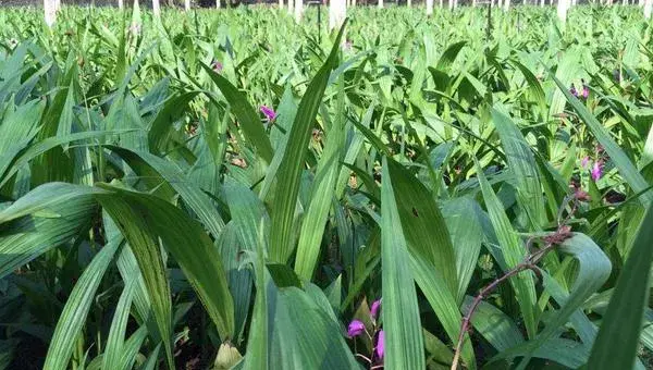 黄精种植一亩成本价是多少钱