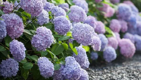 八仙花叶子发黄怎么办 八仙花怎么修剪枝叶好看