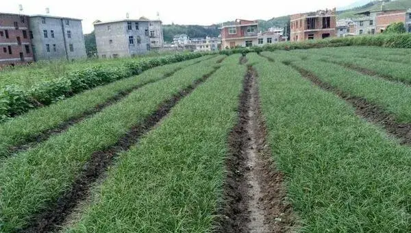 麦冬种植技术 麦冬的田间管理