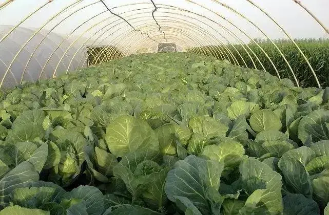 包菜贮藏技术及注意事项