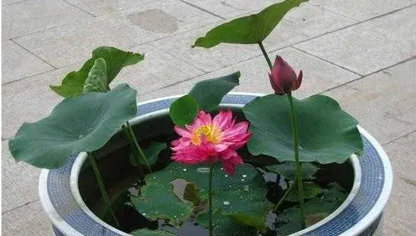 荷花怎么种 荷花种植方法与注意事项