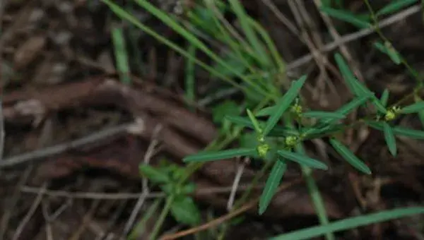 独脚金种植技术，3月底至4月初播种