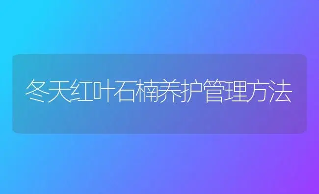 冬天红叶石楠养护管理方法 | 植物科普