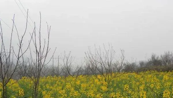 12月份油菜的管理及注意事项