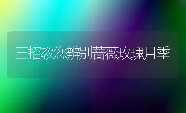 三招教您辨别蔷薇玫瑰月季 | 植物知识