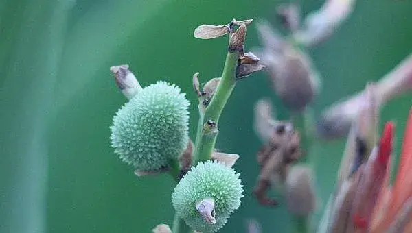 美人蕉种子怎么种 美人蕉种子种植方法与注意事项