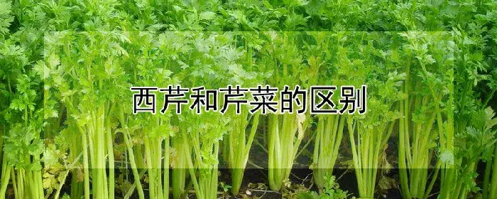 西芹和芹菜的区别