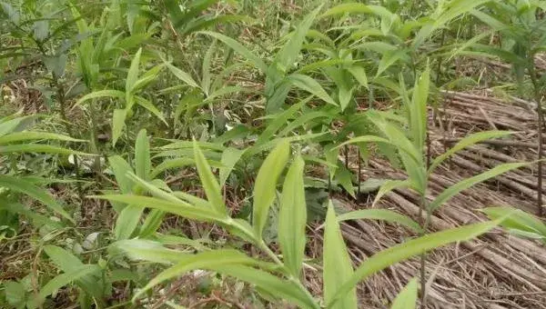 2018种黄精赚钱吗？黄精种植的利润与投资成本及前景预测