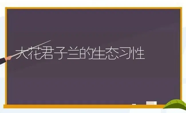 大花君子兰的生态习性 | 植物科普