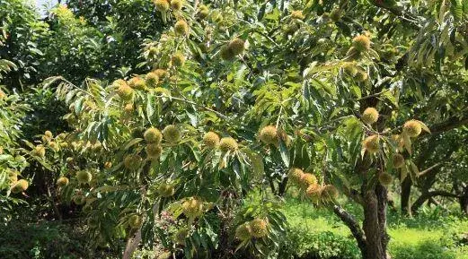 板栗种植新技术