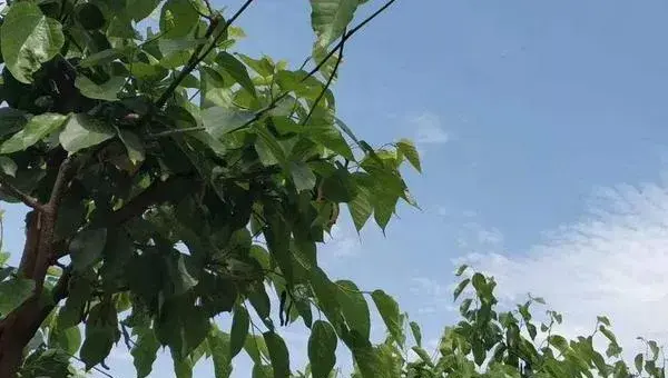 台湾长果桑葚种植技术