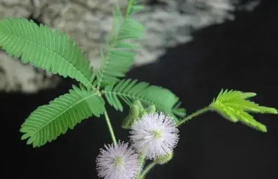 含羞草的种子是什么样子的 （含羞草种子如何种植？）