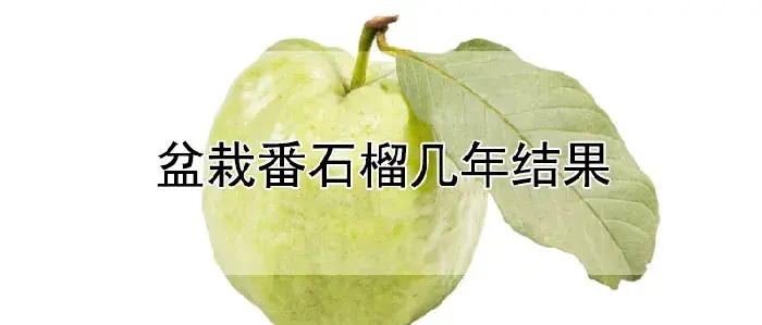 盆栽番石榴几年结果