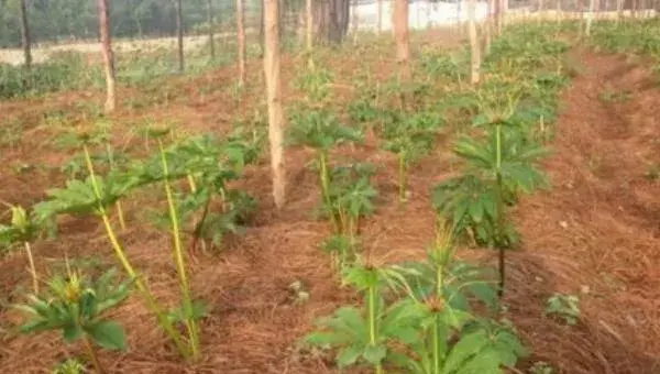 重楼种子怎么催芽 重楼几月开花