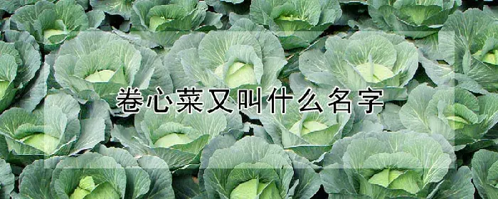 卷心菜又叫什么名字