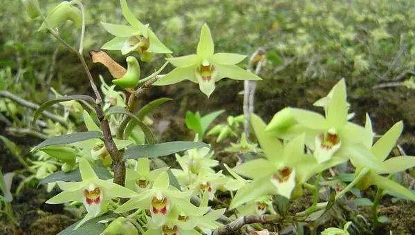 铁皮石斛种植条件