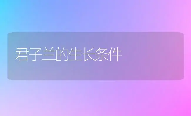 君子兰的生长条件 | 植物科普