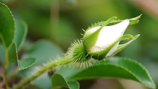 金樱子怎么种 金樱子种植技术与注意事项