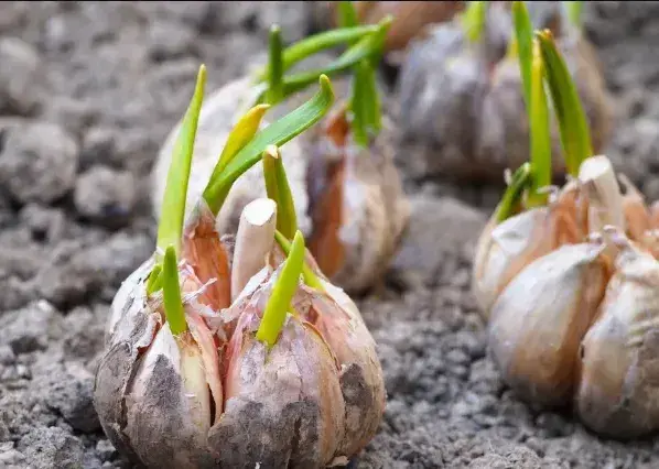 大蒜的种植时间？8月份可以种大蒜吗？