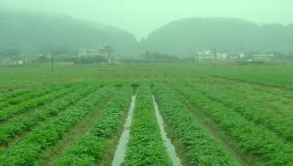 土豆种植成本及效益分析