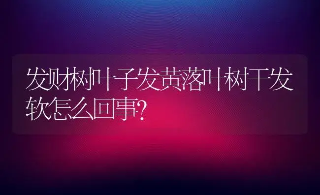 发财树叶子发黄落叶树干发软怎么回事？ | 植物问答