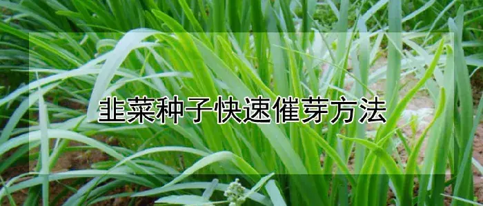 韭菜种子快速催芽方法