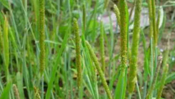 香蒲种子选种育苗技巧