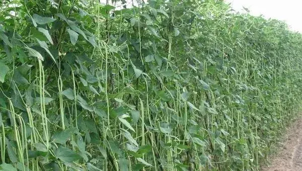 2018种豆角赚钱吗？豆角种植的利润与投资成本及前景预测